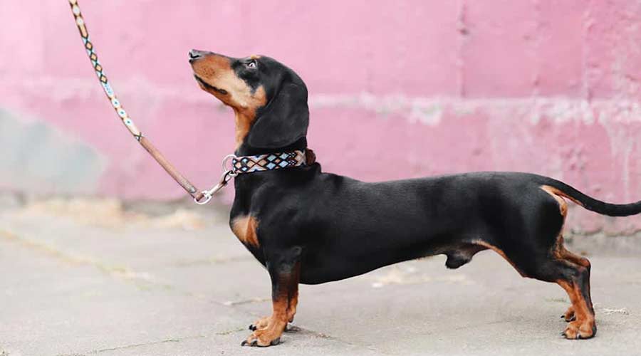 ErwinsHaustiere Ranking Platz 2