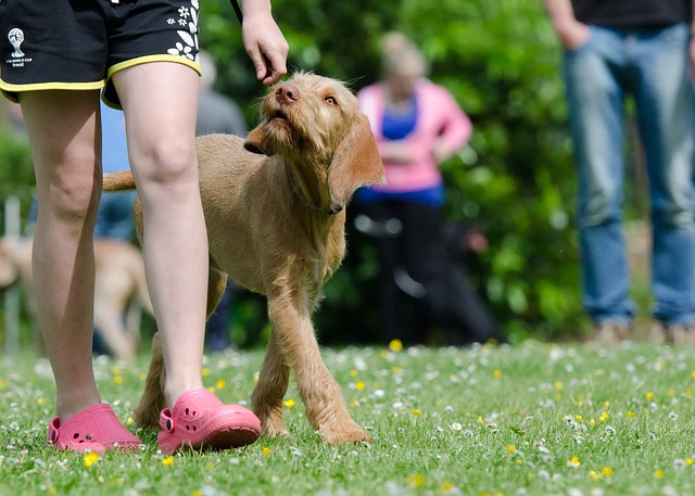 Erziehung Hund Konsequenz