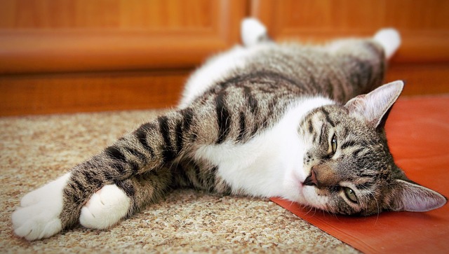 Erziehung – Katzen brauchen das nicht