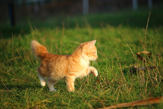 Erziehung Katze klein