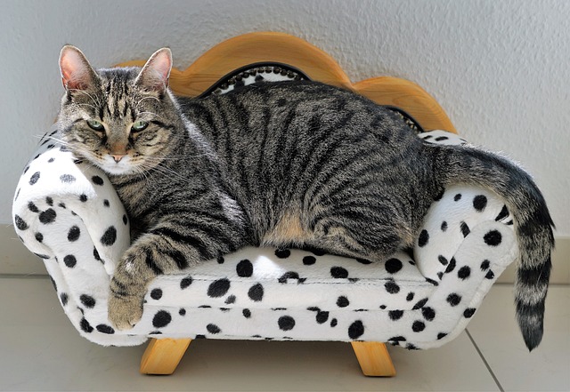 Erziehung Katze Regeln