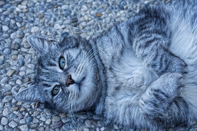 Erziehung Katze freundlich