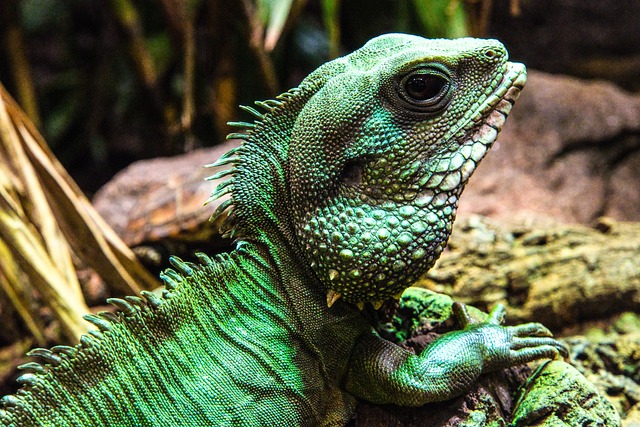 Erziehung Kleintiere Echse