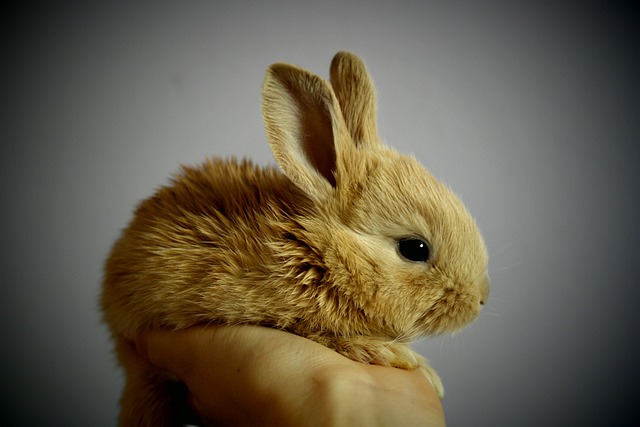 Haustier Kaninchen