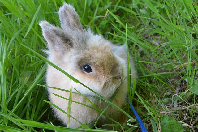 Haustier Kaninchen