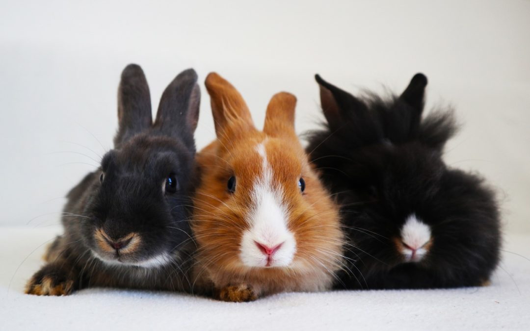 ErwinsHaustiere Ranking Platz 3