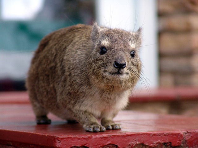 Haustier Meerschweinchen
