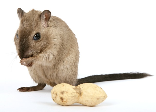 Haustier Hamster