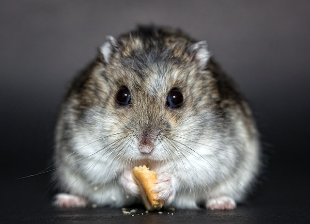 Haustier Hamster