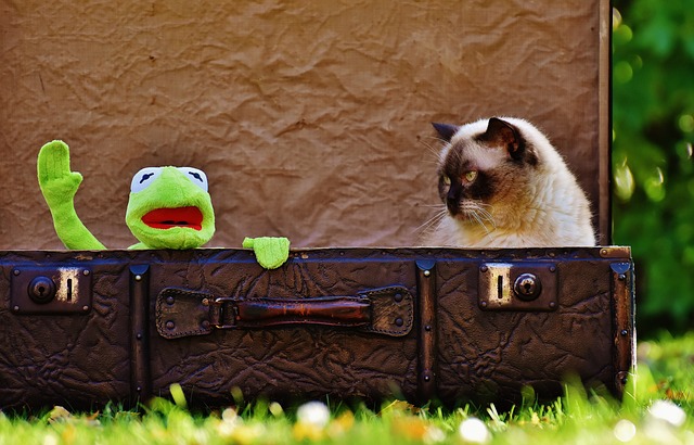 Reise Haustier Katze