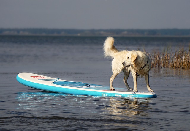 Reiseziele Haustier Hund