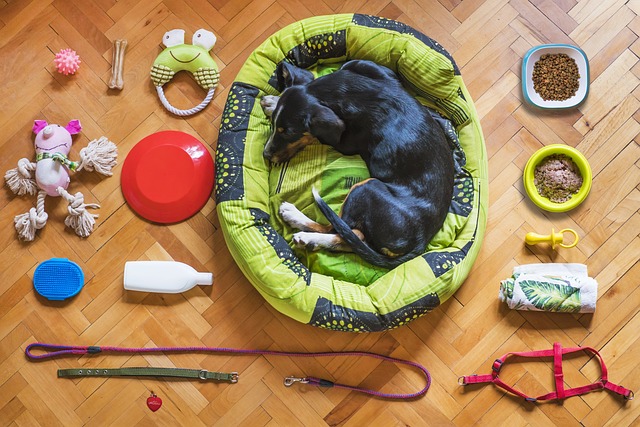 Ernährung Hund versorgt