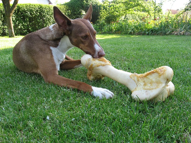 Ernährung Hund richtig