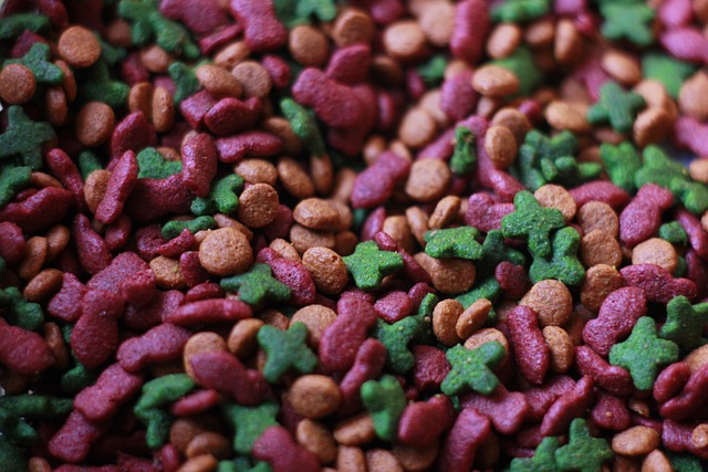 Richtige Ernährung Katze