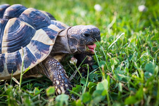 Ernährung Terrarium Schildkröte