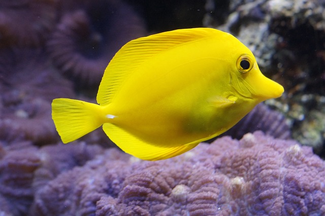 Ernährung Aquarium Fisch